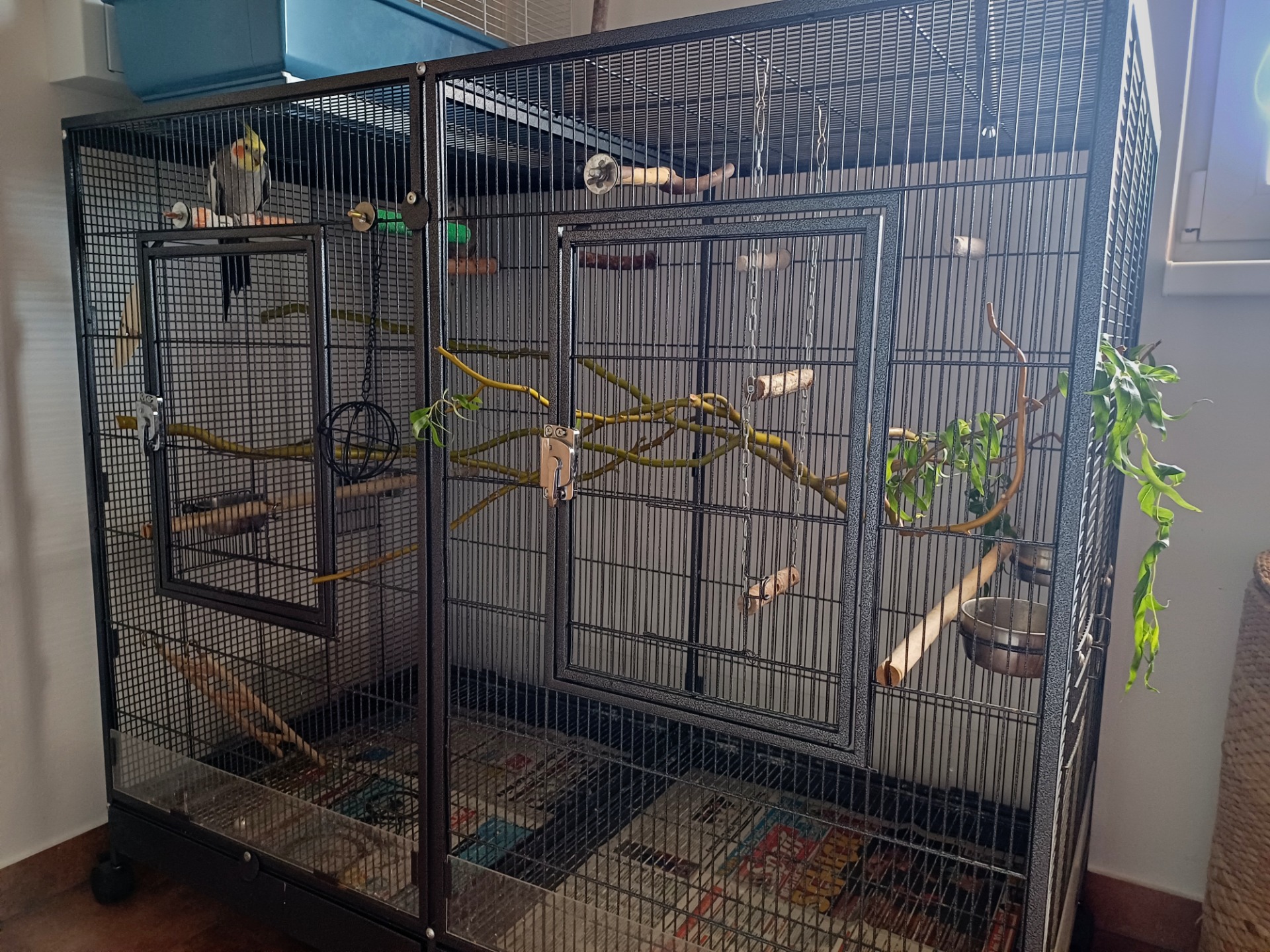 Voliéra Savic Tasmania 120